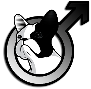 french-bulldog-male
